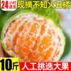 Naranja fea Fruta fea 5 kg Fruta fresca de temporada Mandarinas de piel fina Caja entera de naranjas
