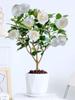 Planta de camelia Xiangfei en maceta con brotes, flor roja de cinco colores, fácil de cultivar en interiores y que florece en todas las estaciones.