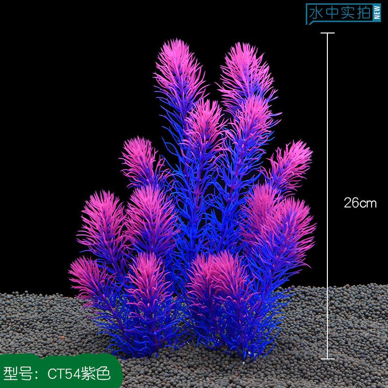 CT54紫色