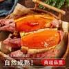 Shandong Yanshu No. 25 3/ 2.5kg Camote Dulce con Corazón de Azúcar, Camote Asado Fresco Cultivado en Arena, Suministro Todo el Año