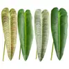 Decoración de Pared de Planta Artificial de Moda con Textura Realista de Hojas de Monstera, Suministro Transfronterizo de Hojas de Taro Artificiales de Colores