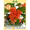 Plántula de Osmanthus en Maceta Osmanthus de Cuatro Estaciones Osmanthus Dorado Planta de Interior de Aroma Fuerte Patio Árbol Grande Dorado Maceta Flor Plantación en Suelo