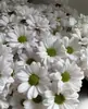 Atacado de Flores Margaridas Multicabeça, Entrega Direta de Yunnan, Cestas de Flores, Buquês, Arranjos para Vaso em Casa, Exposição em Banca, Compra em Grupo, Dropshipping de Uma Peça