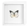 Espécime de Borboleta Real Pintura Decorativa de Madeira Decoração de Casa DIY Moldura de Foto Retrô Suporte de Exibição Presente de Aniversário Pintura Simples