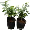 Planta en Maceta de Jazmín de Punta de Pluma Fuertemente Fragante para Interior, Balcón y Sala de Estar, Jazmín de Punta de Pluma de Flor Simple, Tallo Único, Planta Verde