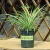 Clorofito Peonía con Capullos Planta Colgante en Maceta Planta de Interior Balcón Florece en Todas las Estaciones para Purificar el Aire y Absorber Formaldehído Plantas Verdes