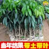 Manga Tainong Manga Guiqi Manga Quatro Estações Manga Imperatriz Vermelha Frutas Enxertadas Mudas de Manga Mudas de Manga Que Dão Frutos no Mesmo Ano