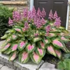 Suministro Transfronterizo Semillas de Flor de Hosta de Hoja de Color, Semillas de Flor de Hosta, Semillas de Flor en Maceta, Semillas de Flor de Grulla Blanca, Semillas de Flor de Hosta