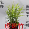 Bambu Vermelho Guanyin Vermelho Bambu Vermelho Bambu Frio Porta Interna de Bambu Plantas Verdes Hidropônicas para Sala de Estar Plantas Fáceis de Cultivar para Pátio Pequeno Bonsai