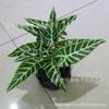 Acessórios artificiais da parede da planta da folha do pavão que projetam a decoração verde da paisagem Wannianqing a folha pequena do taro da rosa verde da decoração dos bonsais