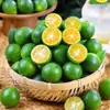 Kumquats Frescos de Hainan 2,5kg Kumquats Verdes Limão Pequeno Perfume de Limão Fruta Fresca da Estação para Uso em Lojas de Chá com Leite