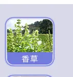 日用香精系列明细_53.jpg