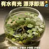 Cuenco de Loto de una Hoja Flor Acuática de Loto Planta Hidropónica Balcón Interior Floración Cuatro Estaciones Acuario con Maceta Loto Flotante