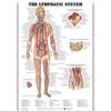 Póster de Anatomía Humana de la Fábrica de Dongguan Inglés Músculo Póster Médico Vaso Sanguíneo Cabeza Imagen Colgante de Divulgación Científica Popular