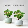 Planta Verde Pequeña en Maceta con Frutos, Maceta de Cerámica Árbol Bodi, Adorno de Escritorio Estilo Zen Chino, Fácil de Cuidar