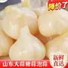 Método auténtico de encurtido de ajo agridulce: ajo agridulce, bulbos grandes de ajo agridulce, ajo agridulce, crujiente y refrescante