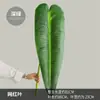 Decoración de Pared de Planta Artificial de Moda con Textura Realista de Hojas de Monstera, Suministro Transfronterizo de Hojas de Taro Artificiales de Colores