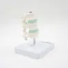 Esqueleto Humano, Modelo de Turning de Osteoporosis, Modelo de Anatomía de Columna Vertebral y Columna Cervical, Modelo de Articulaciones, Modelo de Esqueleto