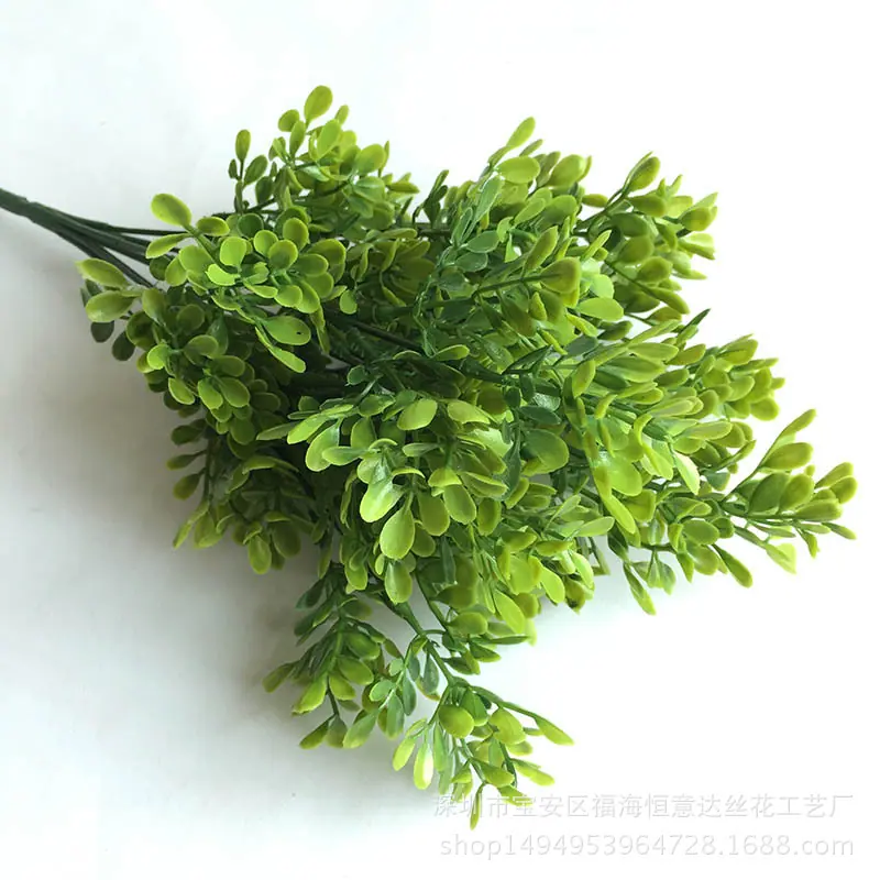 罗汉松