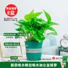 Rabanete Verde em Vaso Remove Formaldeído, Purifica o Ar, Florais e Plantas Verdes para Escritório Interno, Absorve Formaldeído em Casa e É Fácil de Manter na Sala de Estar