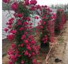 Plántulas de Rosas Amarillas Fragantes, Plantas Trepadoras con Fuerte Fragancia, Flores de Rosas Rojas Fragantes, Patio Trepadora Rosa Blanca Fragante Plántulas Grandes