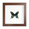 Mariposa Papilio machaon de Banda Verde, Espécimen Real con Alas Extendidas, Insecto Mariposa Original para Colección de Enseñanza de Jardín de Infancia Fotografía Tridimensional Estilo Europeo
