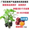 Qinmi No. 9 Plántulas de Parchita Dorada Parchitas de Parchita Injertadas Se Pueden Plantar en Todas las Estaciones Tanto en Regiones del Norte como del Sur y Producir Fruta Continuamente en Macetas