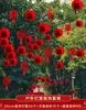 Lanternas em árvores em quintais rurais, personagens decorativos "felizes", decorações penduradas para casas novas, artigos festivos para quintais pequenos, plantas verdes para exterior