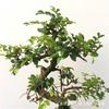 Bonsai de olmo de folha pequena forma em S olmo martelo de pústulas pilha velha pilha cozida planta de interior escritório varanda sala de estar