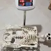 Lote Halloween 165 esqueleto humano de simulación esqueleto puede apoyarse de pie se puede fijar postura esqueleto super grande horror