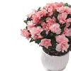 Planta de Azalea en Maceta con Capullos de Flor, Planta Grande Madura, Florece Todo el Año, Adecuada para Balcón y Visualización en Interiores, Planta Perenne Verde
