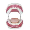 Cuidado dental salud modelo oral dental materiales dentales modelo de dentadura postiza enseñanza práctica