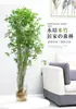 Arroz plántulas en maceta de bambú plantas hidropónicas interior pequeño bambú Fénix plantas verdes de escritorio micro bonsái plántulas de bambú bambú ornamental