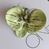 SimuladoD Internet Celebridade Souvenir 3D Silicone Algodão Borboleta OrchiD Primeiro Fornecimento Internacional Presente de Casamento Design Decorativo Flores Artificiais
