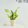 Planta de Madera de Hierro Yemení Corazón Dorado para Sala de Estar Interior y Escritorio de Oficina, Perenne, Purificadora de Aire, Absorbente de Formaldehído
