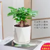 Planta Vaso Árvore do Dinheiro Sala de Estar Interna Planta Verde Pequeno Bonsai Perene Escritório Fácil de Cultivar Pequenas Flores em Vaso o Ano Todo