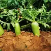 Dayu Cuizha No. 10 Semillas de Rábano, Semillas de Rábano Fruta Shawo, Piel Verde de Campo, Pulpa Verde, Fruta, Rábano y Verduras