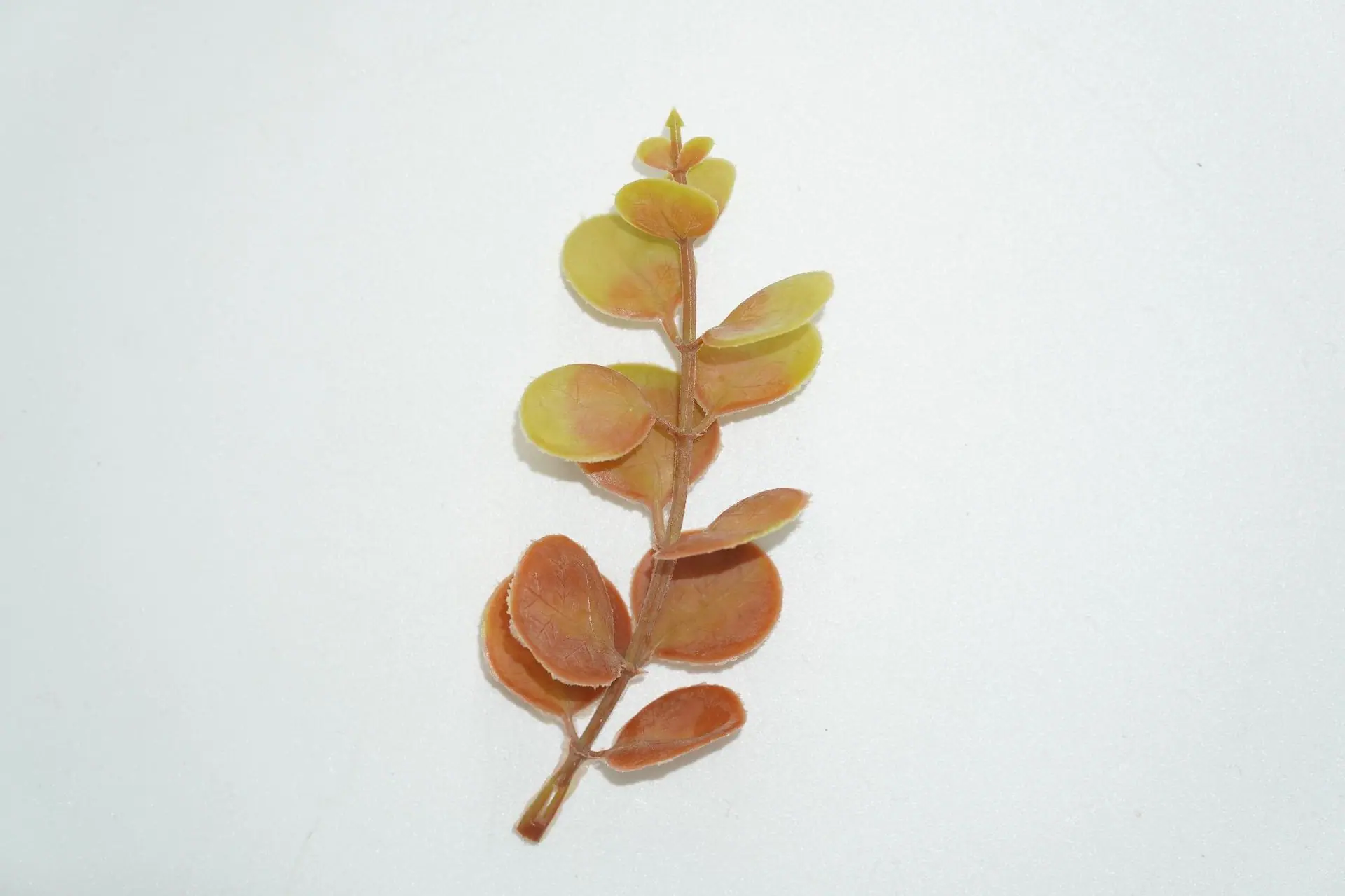 发毛金钱草黄粉2