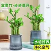 Planta de Vaso Bambu Lótus Festival das Flores Jie Jie Gao Desktop Hidropônico Planta Verde Fácil de Cuidar Bambu Wenchang Bambu Rico Sala de Estar Planta de Interior