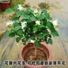 Ponta de caneta mudas de jasmim haste única pétala única fragrância forte jasmim pirulito em vaso plantas de varanda interna sala de estar flores