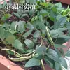 Sementes de Feijão Sem Casca Horta Varanda Vasos Feijão Rei Sem Casca Feijão Verde Original Sementes de Feijão Verde Longo Sementes de Legumes
