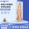 Modelo de Endodoncia Vertebral y Nervio Vertebral con Aumento Modelo Médico de Enseñanza Sistema Nervioso Modelo Médico Anatómico