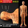 Modelo de cuerpo humano de hombre y mujer con meridianos súper claros de 50 cm, modelo de meridiano de cuerpo humano, modelo de punto de acupuntura de bronce de medicina china