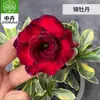 Planta en Maceta Rosa del Desierto con Doble Pétalo, Planta Verde Resistente a la Sequía, Fácil de Cuidar en Interiores o en el Balcón, Planta Suculenta Fácil de Mantener en Verano