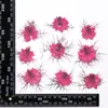 Espécimen de hierba de semilla negra goteando goma flor seca diy jabón hecho a mano flor material planta espécimen de enseñanza flor natural real material de flor