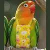 Cuerda de Sujeción para Pájaros, Correa Elástica para Pasear Pájaros al Aire Libre, Adecuada para Periquitos, Cacatúas y Agapornis
