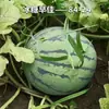 Azúcar de Roca Zaojia 8424 Semillas de Sandía Azúcar de Roca Melón Unicornio Huerta Balcón Maceta Semillas de Frutas y Verduras de Cuatro Estaciones Plántulas de Maduración Temprana