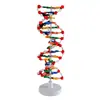 Modelo de estructura de enseñanza de ADN Doble Hélice Base par escolar Genético Gen Biología Instrumento de enseñanza modelo