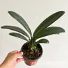 Planta Clívia Premium em Vaso com Botões de Flor, uma Rara Flor de Cabeça Redonda Nível Tesouro Nacional, Adequada para Uso Interno e Externo, Tolerante à Sombra, Planta de Mesa Fácil de Cuidar
