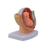 Modelo de Pelvis Femenina de Obstetricia y Ginecología con Modelo de Feto a Término del Útero y Órganos Reproductivos de una Mujer Embarazada de Nueve Meses